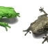 【折纸欣赏】树蛙 设计：神谷哲史 视频制作：MarianoZavalaOrigami