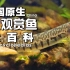 中国原生鱼大百科-第八期·中华花鳅 斑纹多样之沙坠子