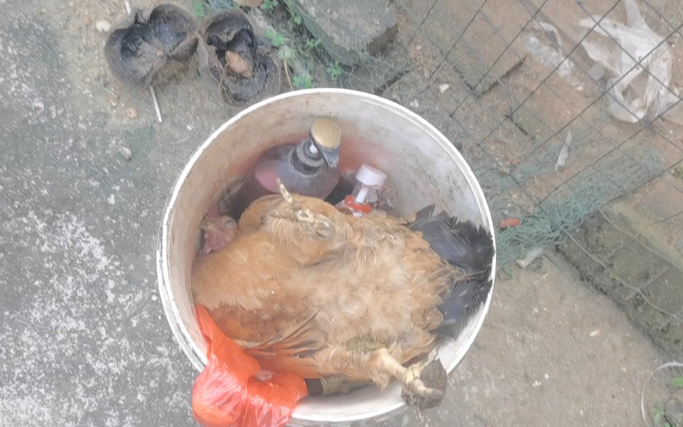 连续高温母鸡被热死，下午回来喂食，发现有一只母鸡已经死僵硬了，拿去丢掉