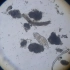 活性污泥微生物 腹管轮虫 微生物镜检