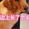 小小的脑袋怎么也想不通，它的屁眼为什么这么刺挠