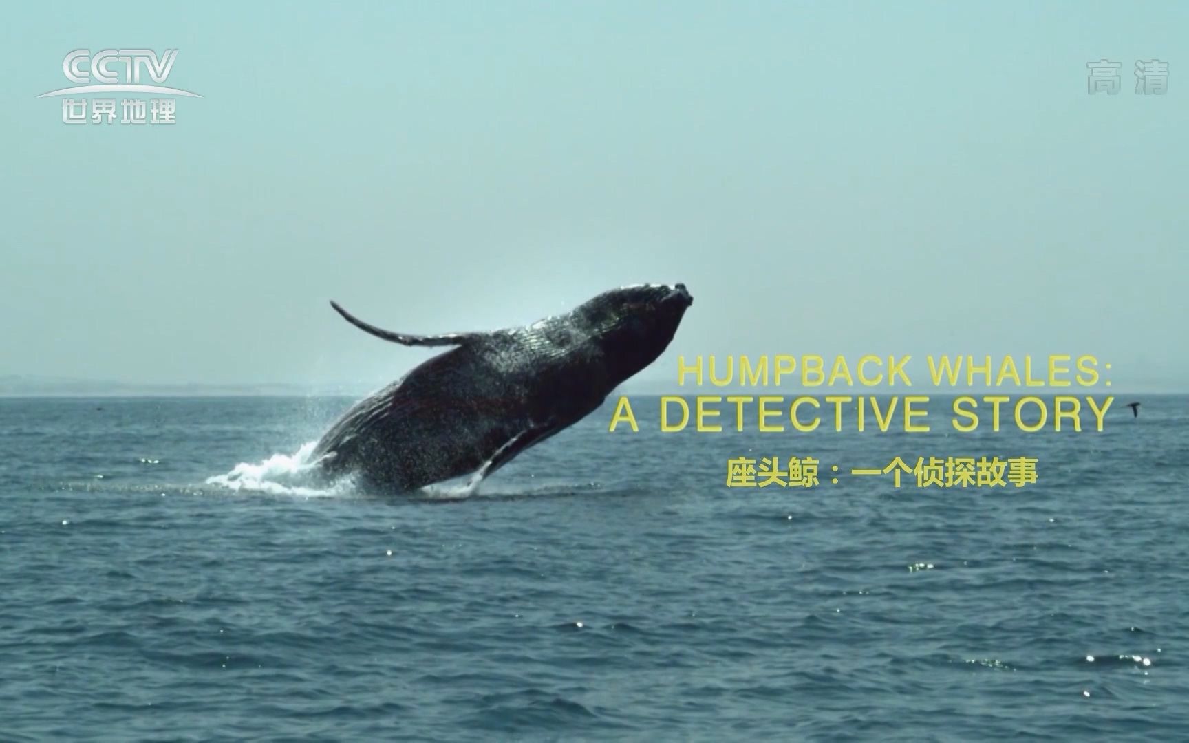 （1080P+）《座头鲸：一个侦探故事》【全1集】