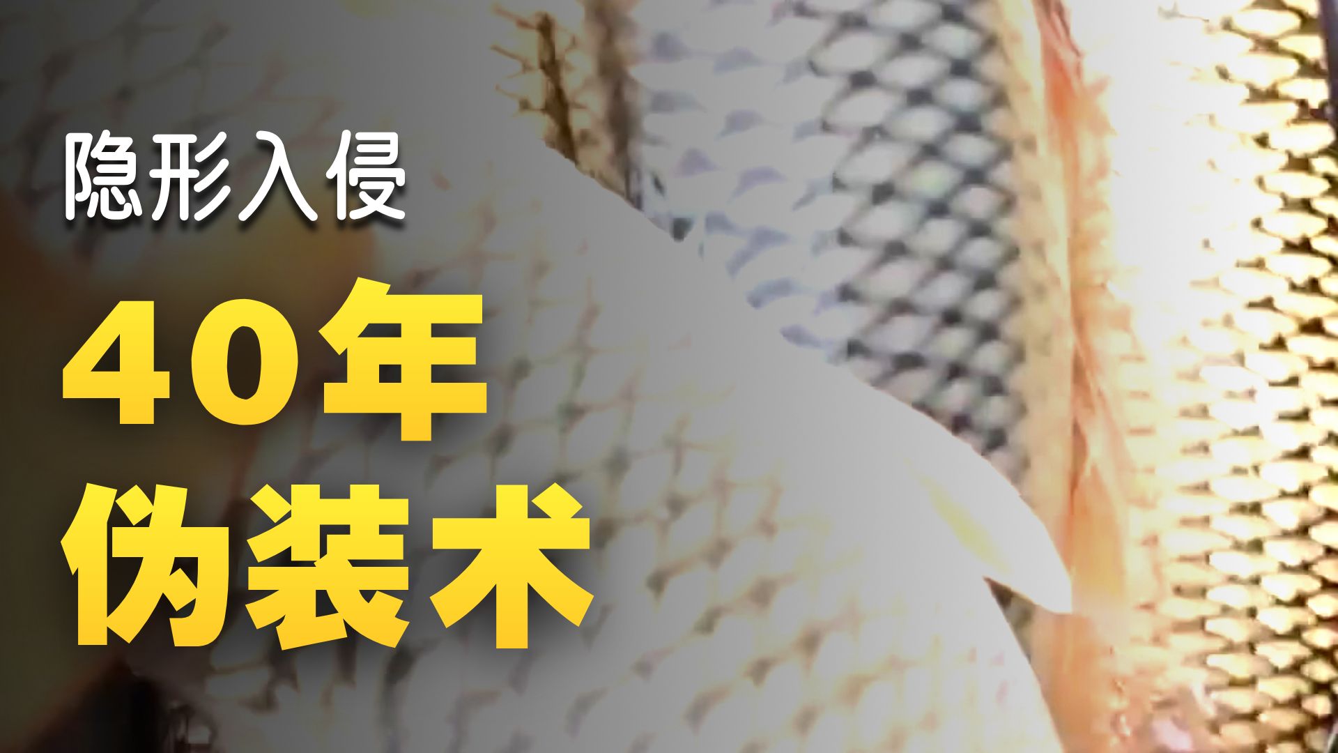 入侵我国最成功的物种是谁？