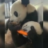 【大熊猫】和麻麻一起吃胡萝卜
