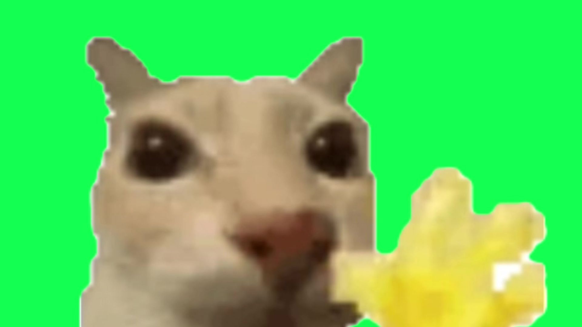 hello猫