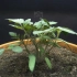 延时摄影120天，记录西红柿生长、开花、结果全过程，看到了生命的循环~