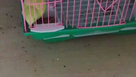 怎么教鹦鹉开笼子 cae6065db1e7193d1b51b7ffdedc164135446563.jpg@280w_158h_1c_100q.jpg