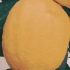 一个完全不社死的柠檬头