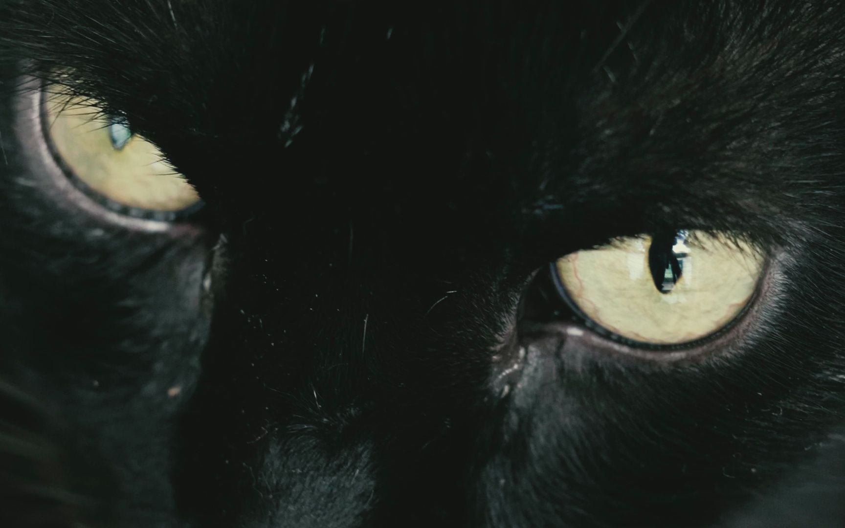 （无版权素材）黑猫的眼睛4k