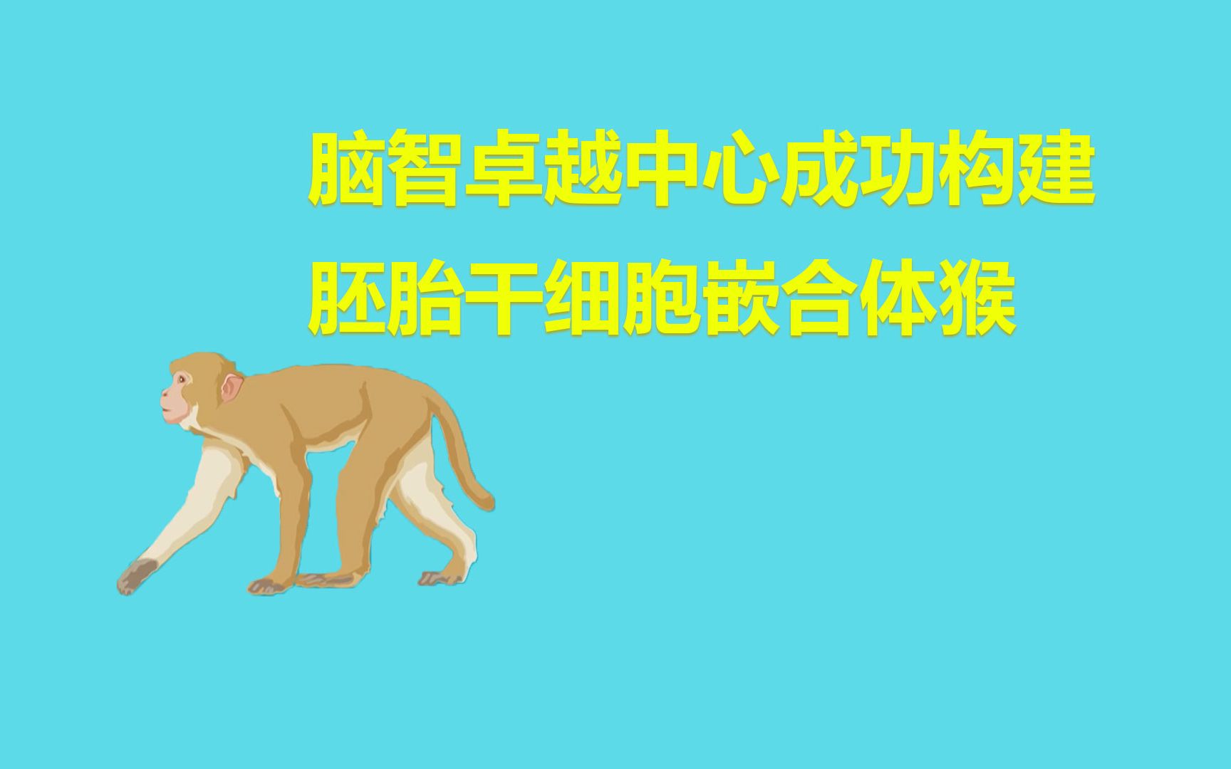 中国科学院脑智卓越中心成功构建胚胎干细胞嵌合体猴！