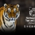 东北虎豹国家公园：虎啸山林 豹跃青川