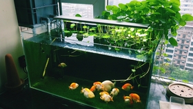 怎么养鱼才能长得大 cb3a7d2268ec56dcaa47c0bfb1d7bd2d8b6a7bd9.jpg@280w_158h_1c_100q.jpg