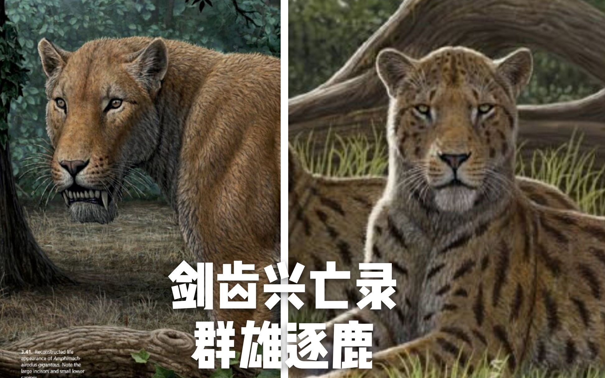 如何简单区分老虎 狮子 美洲狮 美洲虎 美洲豹 猎豹 金钱豹？ - 知乎