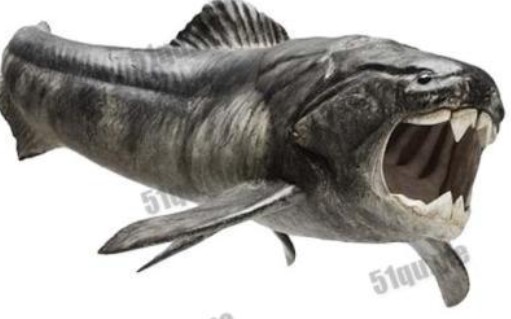 史前掠食者：邓氏鱼。身长6米。体重8吨。3亿7000万年前泥盆纪的浅海种一种海洋杀手脱颖而出邓氏鱼它的捕猎优势它的致命武器是一种绝无仅有的新式下颚它的咬合力是。