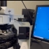 Olympus正置荧光显微镜使用教程