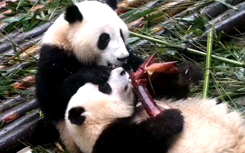 大熊猫和花：抢窝的笋，手放窝脸上，吃的笋皮往窝身上扔，这要不是亲迪迪，窝就开揍了。