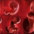 震撼，胎儿是怎样在子宫中孕育的！