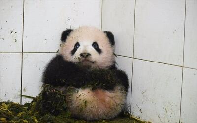 熊猫宝宝胖大海尝试爬杆失败~~_动物圈_生活_哔哩哔哩