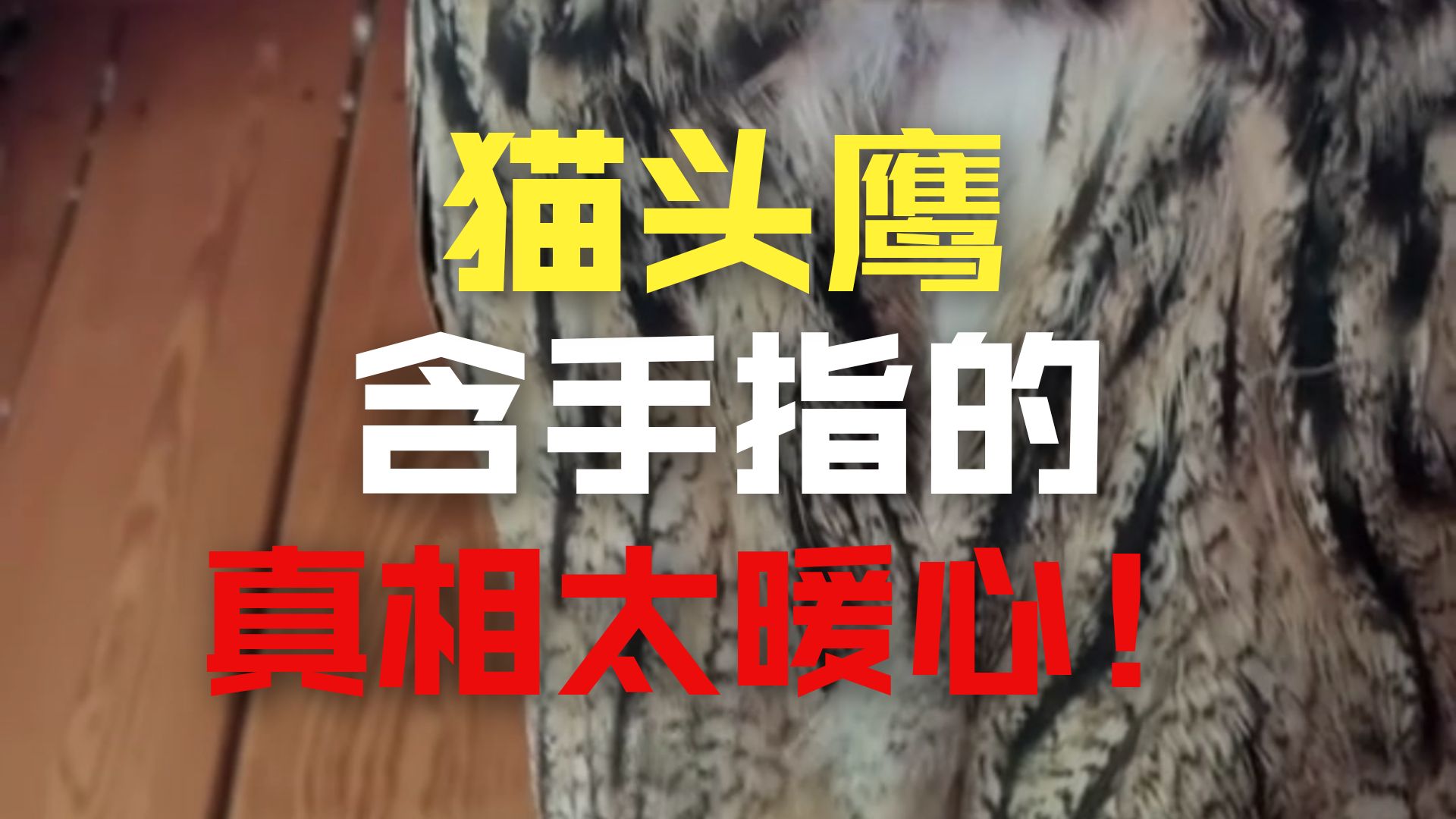 千万不要手欠调戏猫头鹰，不然