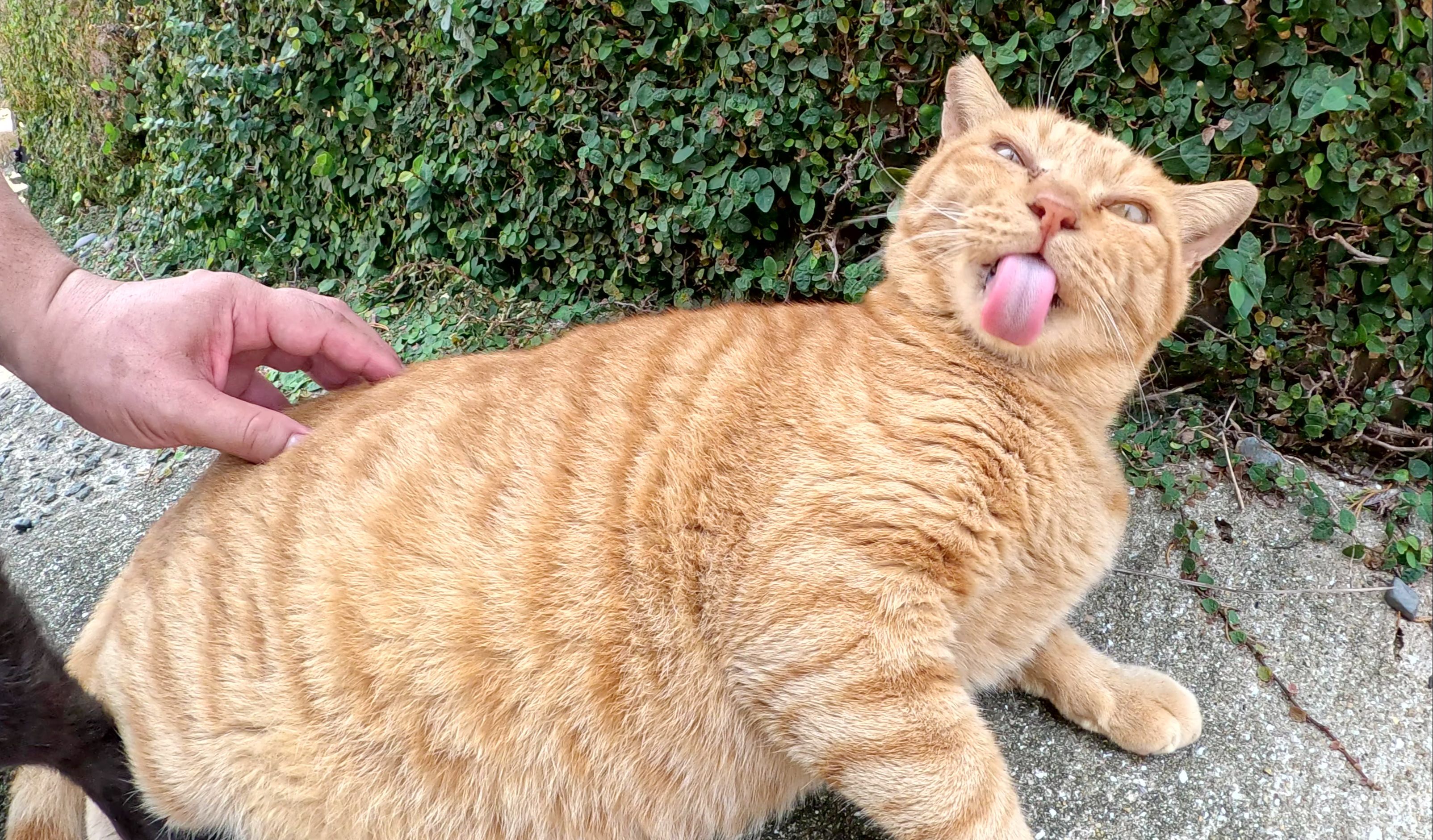 当我给我的肥猫按摩时，一只黑猫也向我靠近-野郎猫official-野郎猫official-哔哩哔哩视频