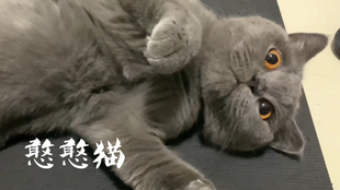 受伤的小猫日记 cc02a1522f408b7e9f635d5655759fda27b3c4fe.jpg@310w_174h_1c_100q.jpg