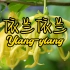 学习香水原料：依兰依兰（Ylang-ylang）