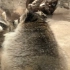 动物园的浣熊是真的肥(˶‾᷄⁻̫‾᷅˵)