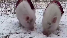 说悄悄话的图片表情 cc2829f19a0f45a17015475f59801934727c403a.jpg@280w_158h_1c_100q.jpg