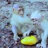 两只小猴子为了一只芒果打了起来，扇嘴巴摔跤互咬全用上