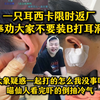 一只耳西卡限时返厂！奉劝大家不要装B打耳洞，打了后悔去吧你！大象疑惑一起打的怎么我没事呢？喵仙人看完吓的倒抽冷气_英雄联盟