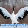 传承七百多年的民间艺术——三灶鹤舞
