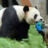 【熊猫V5】武汉大熊猫杀死蓝孔雀全程