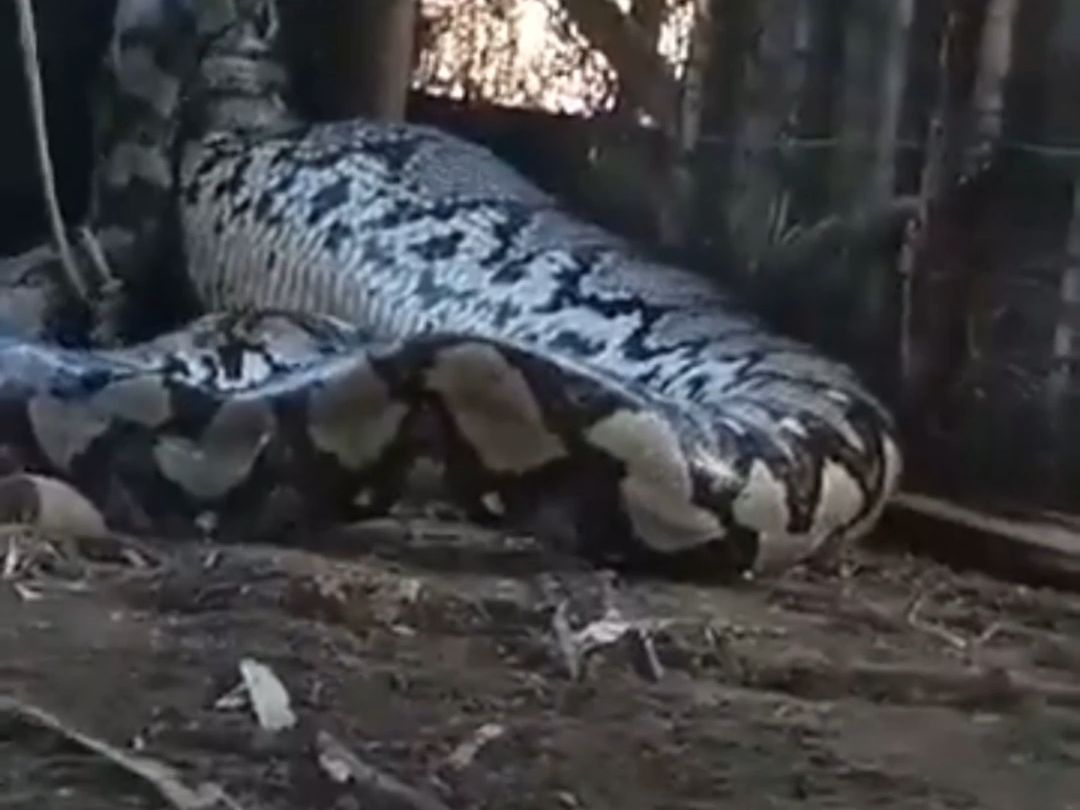 This thing's so big, it can't stay on a leash.