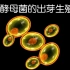 酵母菌的出芽生殖（3D动画）