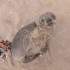 小海狮被解救后，表达了感谢……1亿播放的纳米比亚海洋保护队来了！