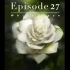 第二十七篇章-白玫瑰的画法