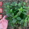 农村不起眼的“肝癌草”，外地人都不了解它的用途，大家赶紧认识下
