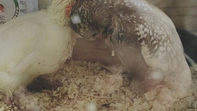 小黑牛简介 cd3bb6e6ee9277c85e32e345a49965cca4f3eebc.jpg@280w_158h_1c_100q.jpg