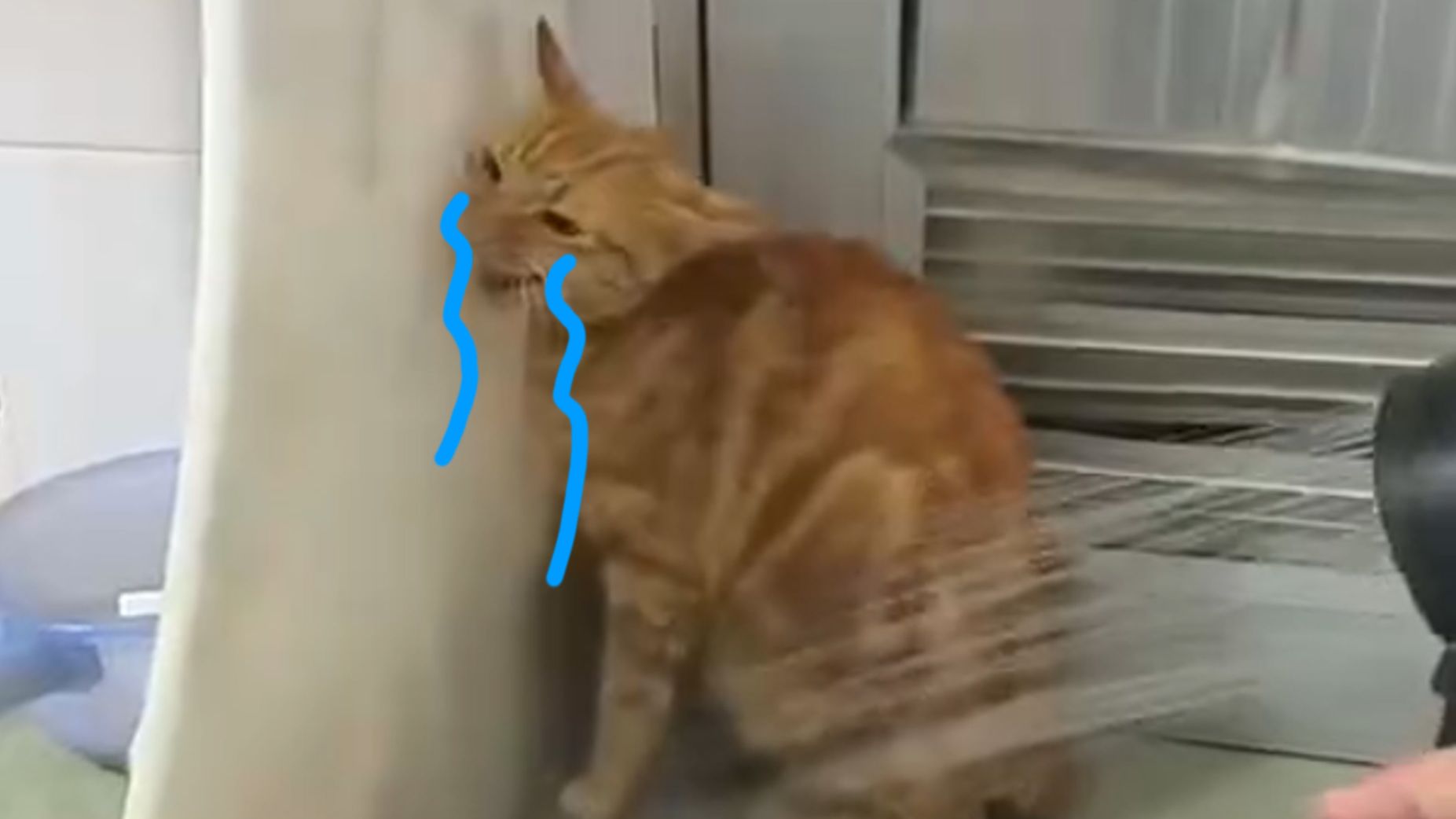猫(´；ω；｀)