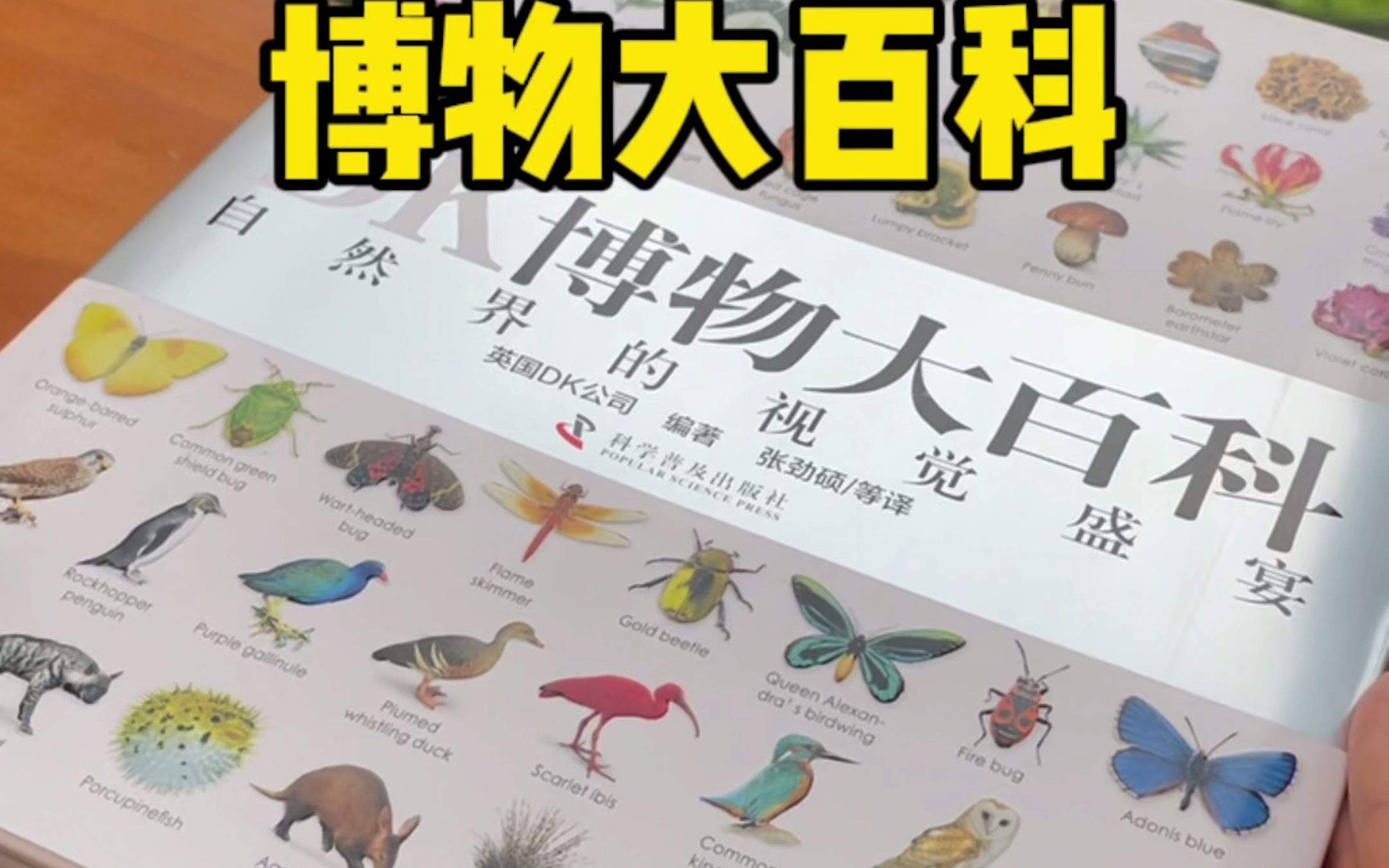 DK博物大百科——丸子推荐