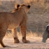 横行非洲大草原，狮子见了也得礼让三分！平头哥凭什么如此嚣张？