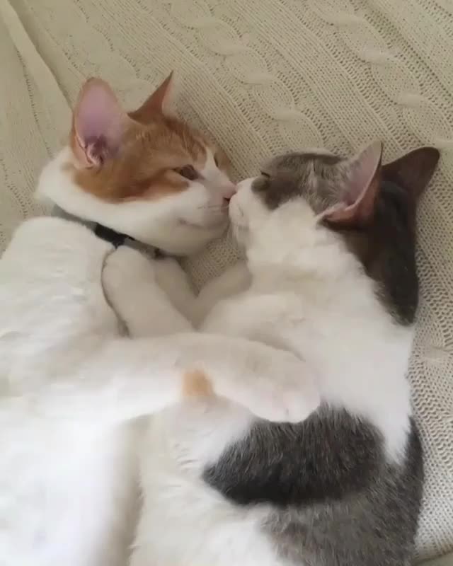 北京时猫咪亲亲