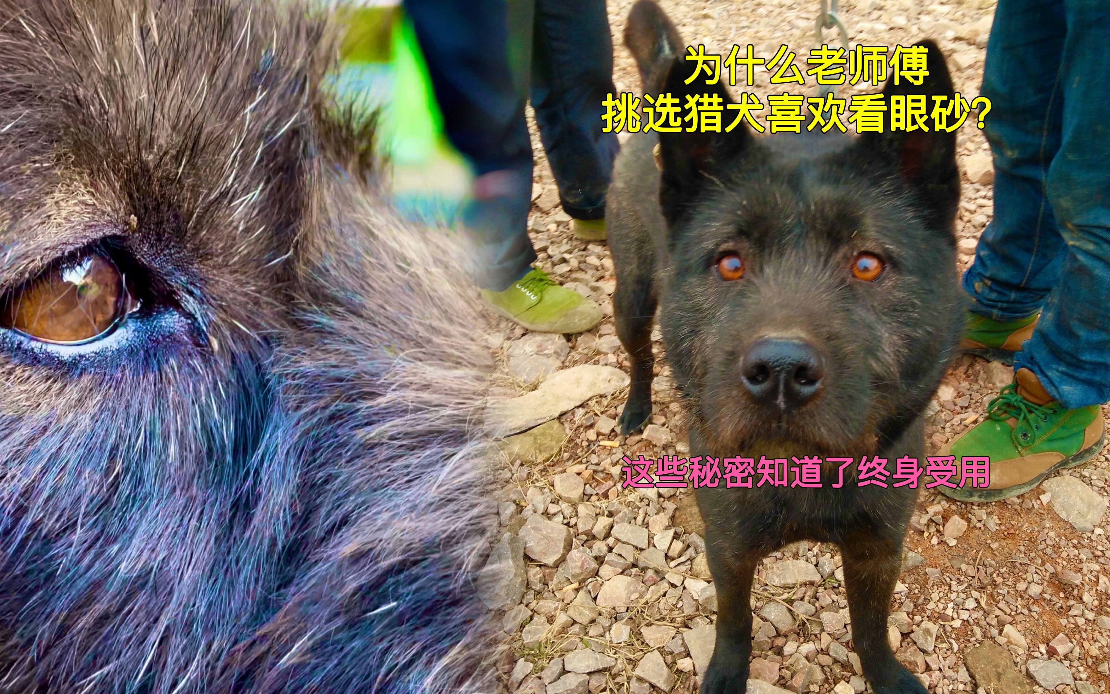 为什么老师傅挑选猎犬喜欢看眼砂这些秘密知道了终身受用