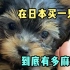 在日本买一只狗到底有多麻烦？