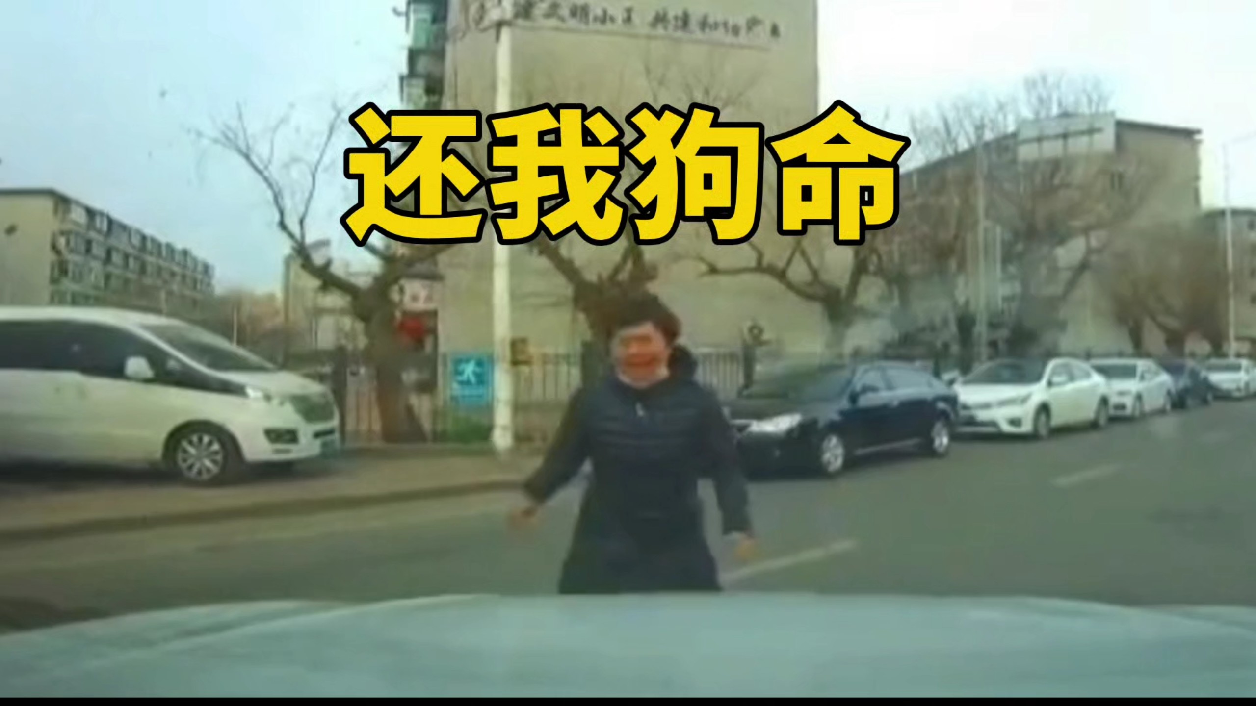 这不是我的狗，我的狗没有这么扁！