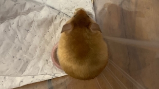 金丝熊是什么生物 cd972b0e1750bd72fa53d250e3479a92ba9ccb33.jpg@310w_174h_1c_100q.jpg