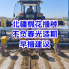 北疆棉花播种不负春光适期早播建议