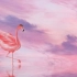 【Pia】Flamingo