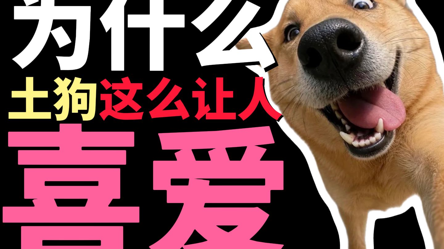 为什么“土狗”这么让人喜爱？