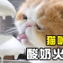 自制猫咪版酸奶火锅！我家猫爱疯啦！！